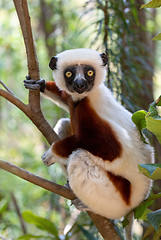 Image showing Coquerel's sifaka lemur, Propithecus coquereli, Madagascar wildlife animal