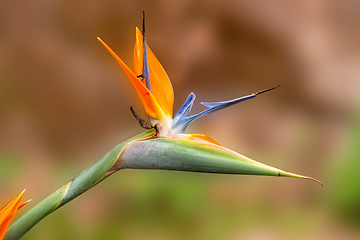 Image showing Crane Flower, Strelitzia Reginae. Andasibe Madagascar