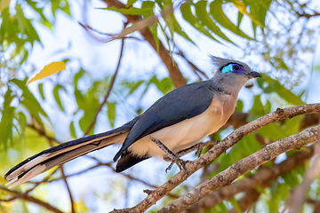 Image showing Crested coua, Coua cristata, Kirindy Forest, Madagascar wildlife