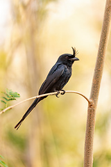 Image showing Crested Drongo, Dicrurus Forficatus, Kirindy forest, Madagascar wildlife