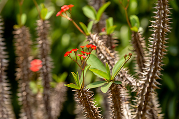 Image showing Wild flower, Crown of thorns, Euphorbia milii Des Moul, Madagascar