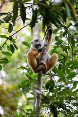 Image showing Lemur Diademed Sifaka, Propithecus diadema, Madagascar wildlife animal