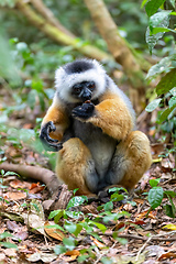 Image showing Lemur Diademed Sifaka, Propithecus diadema, Madagascar wildlife animal