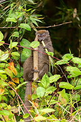 Image showing Eastern lesser bamboo lemur, Hapalemur griseus, Madagascar wildlife animal.