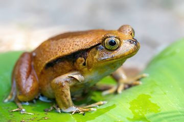 Image showing False Tomato Frog, Dyscophus Guineti, Madagascar