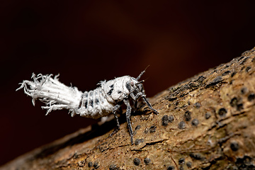 Image showing Flatida rosea, the flower-spike bug, Madagascar wildlife