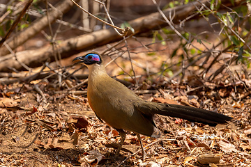 Image showing Bird Giant Coua, Coua gigas, Kirindy Forest, Madagascar