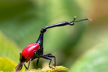 Image showing Female of Giraffe Weevil, Trachelophorus Giraffa, Ranomafana, Madagascar