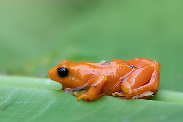 Image showing Golden Mantella, Mantella Aurantiaca, Madagascar