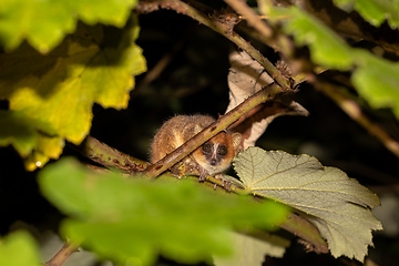 Image showing Goodman's mouse lemur, Microcebus lehilahytsara, Madagascar wildlife animal.