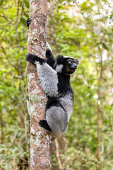 Image showing Lemur Indri, Madagascar wildlife animal.