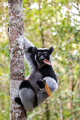 Image showing Lemur Indri, Madagascar wildlife animal.