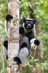 Image showing Lemur Indri, Madagascar wildlife animal.