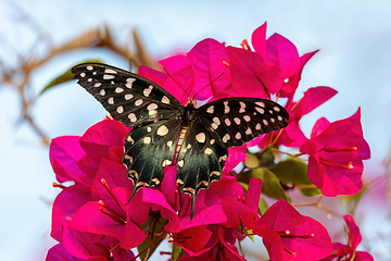 Image showing Madagascar Giant Swallowtail, Pharmacophgus Antenor, Madagascar wildlife