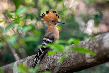 Image showing Madagascar hoopoe, Upupa marginata, Isalo Madagascar wildlife