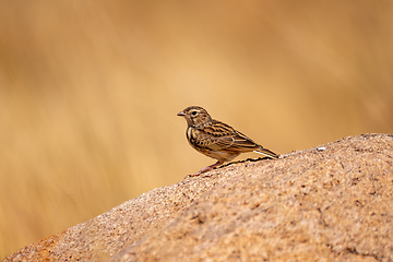 Image showing Bird Madagascar Lark, Eremopterix Hova, Madagascar