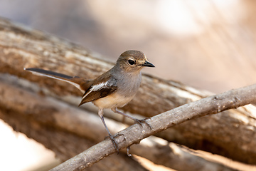 Image showing Madagascar Magpie-Robin, (Copsychus albospecularis) female