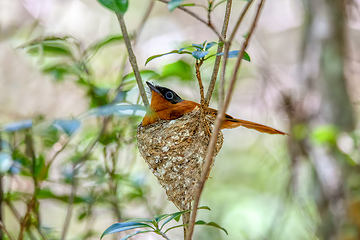 Image showing Malagasy paradise flycatcher, Terpsiphone mutata, Andasibe-Mantadia Madagascar