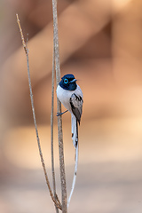 Image showing Malagasy paradise flycatcher, Terpsiphone mutata, Kirindy forest Madagascar