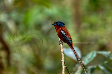 Image showing Malagasy paradise flycatcher, Terpsiphone mutata, Andasibe-Mantadia National Park, Madagascar