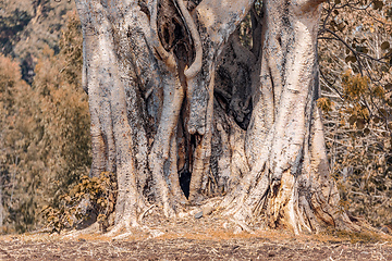 Image showing Majestic ethereal tree in Amhara region, Ethiopia