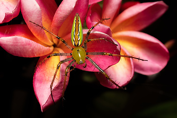 Image showing Malagasy Green Lynx Spider, Peucetia Madagascariensi, Isalo Madagascar