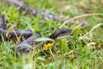 Image showing Malagasy Tree Boa, Sanzinia Madagascariensis, Andasibe-Mantadia National Park, Madagascar