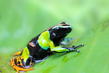 Image showing Baron's Mantella, Mantella Baroni, Endemic frog, Madagascar