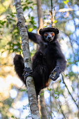 Image showing Black lemur Milne-Edwards's sifaka, Propithecus edwardsi, Madagascar wildlife animal.