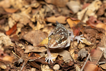Image showing Ocelot gecko, Paroedura picta, Kirindy Forest, Madagascar