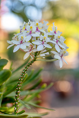 Image showing Epidendrum, Orchid plants from family Orchidaceae, Madagascar flora