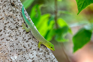 Image showing Standing's day gecko, Phelsuma standingi, Zombitse-Vohibasia, Madagascar