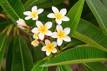 Image showing White frangipani, Plumeria alba, Madagascar