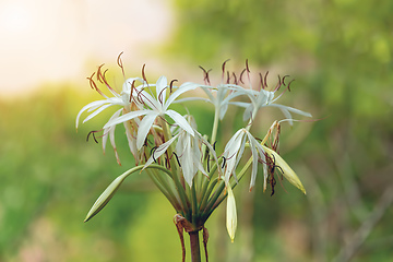 Image showing Poison Bulb, Crinum Asiaticum, Tsingy de Bemaraha, Madagascar