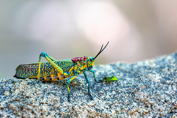 Image showing Rainbow Milkweed Locust, Phymateus saxosus, Anja Community Reserve, Madagascar