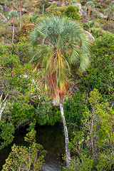 Image showing Ravenea glauca, endemic plant, Andringitra National Park, Madagascar
