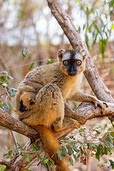 Image showing Red-Fronted Lemur, Eulemur Rufifrons, Madagascar wildlife animal.