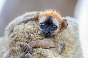 Image showing Red-Fronted Lemur, Eulemur Rufifrons, Madagascar wildlife animal.