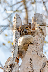 Image showing Red-tailed sportive lemur, Lepilemur ruficaudatus, Madagascar wildlife animal.