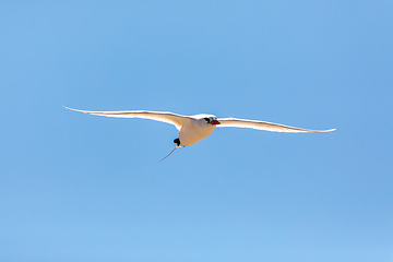 Image showing The red-tailed tropicbird, Phaethon rubricauda, Nosy Ve. Madagascar wildlife