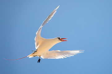 Image showing The red-tailed tropicbird, Phaethon rubricauda, Nosy Ve. Madagascar wildlife