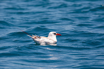 Image showing The red-tailed tropicbird, Phaethon rubricauda, Nosy Ve. Madagascar wildlife