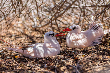 Image showing The red-tailed tropicbird, Phaethon rubricauda, Nosy Ve. Madagascar wildlife