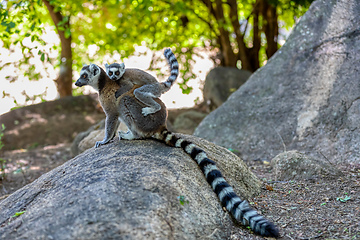 Image showing Ring-tailed lemur, Lemur catta, Madagascar wildlife animal