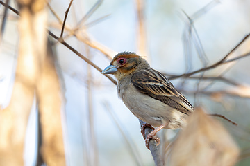 Image showing Sakalava Weaver female, Ploceus sakalava. Kirindy Forest, Madagascar