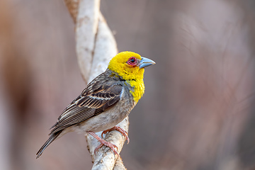 Image showing Sakalava Weaver female, Ploceus sakalava. Kirindy Forest, Madagascar