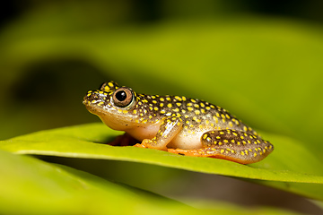 Image showing Starry Night Reed Frog, Heterixalus alboguttatus, Ranomafana Madagascar