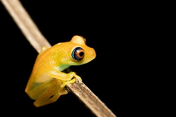 Image showing Green Bright-Eyed Frog, Boophis Viridis, Ranomafana. Madagascar