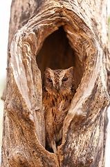 Image showing Torotoroka scops owl, Otus rutilus madagascariensis, Kirindy Forest, Madagascar