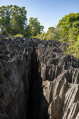 Image showing Petit Tsingy de Bemaraha, Madagascar wilderness landscape